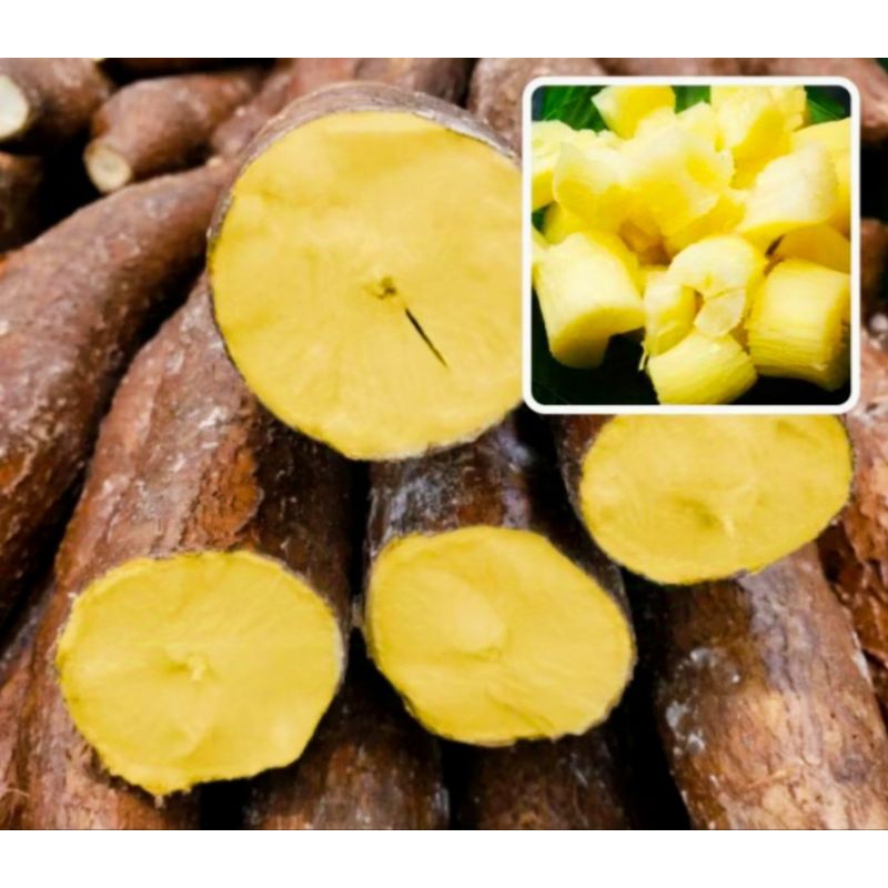 Bibit Singkong Thailand Terbaru di Indonesia