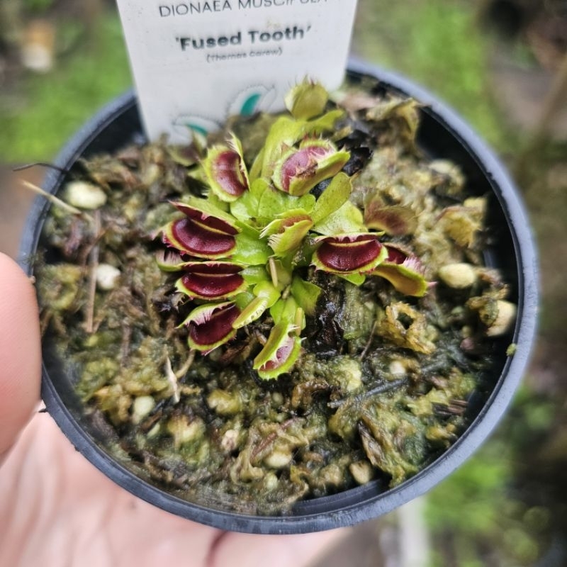 

Venus Fused tooth