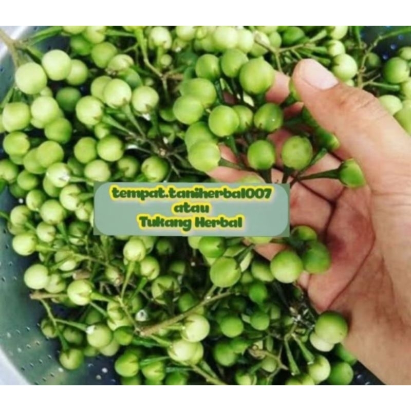 

tekokak lalapan enak di makan per 250 gram
