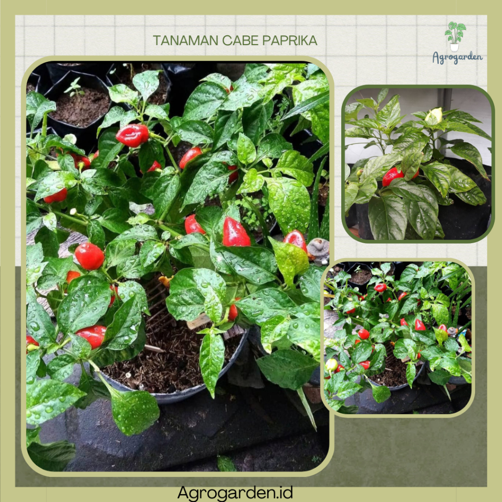 Tanaman Cabai Paprika - Bibit Tanaman Hidup CABE PAPRIKA - Bibit Pohon Cabai Paprika Reaper Dalam Po