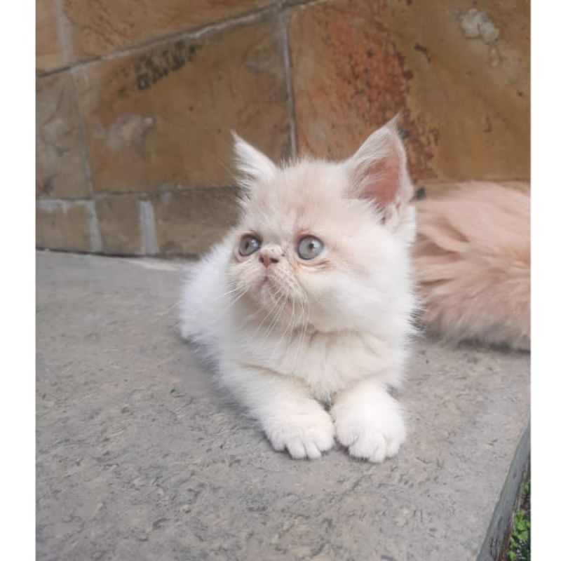 kitten persia peaknose exo jantan (pengiriman hanya bandung saja)
