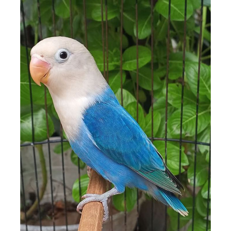 burung lovebird biola blue