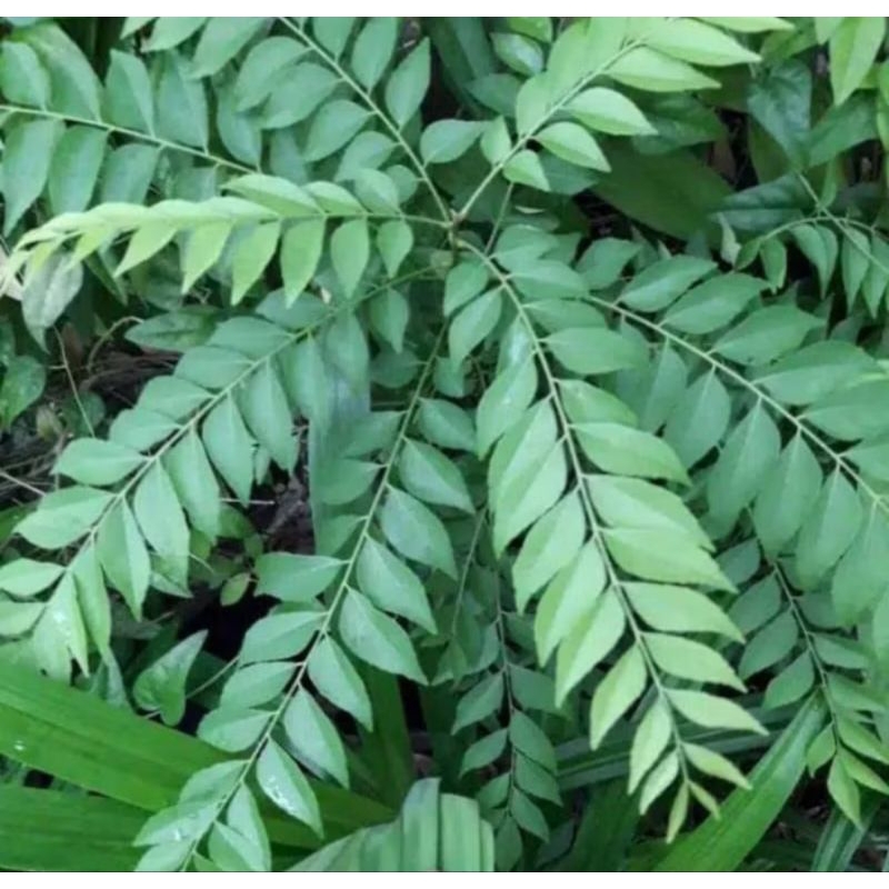 

Daun kari segar harga untuk 20 tangkai