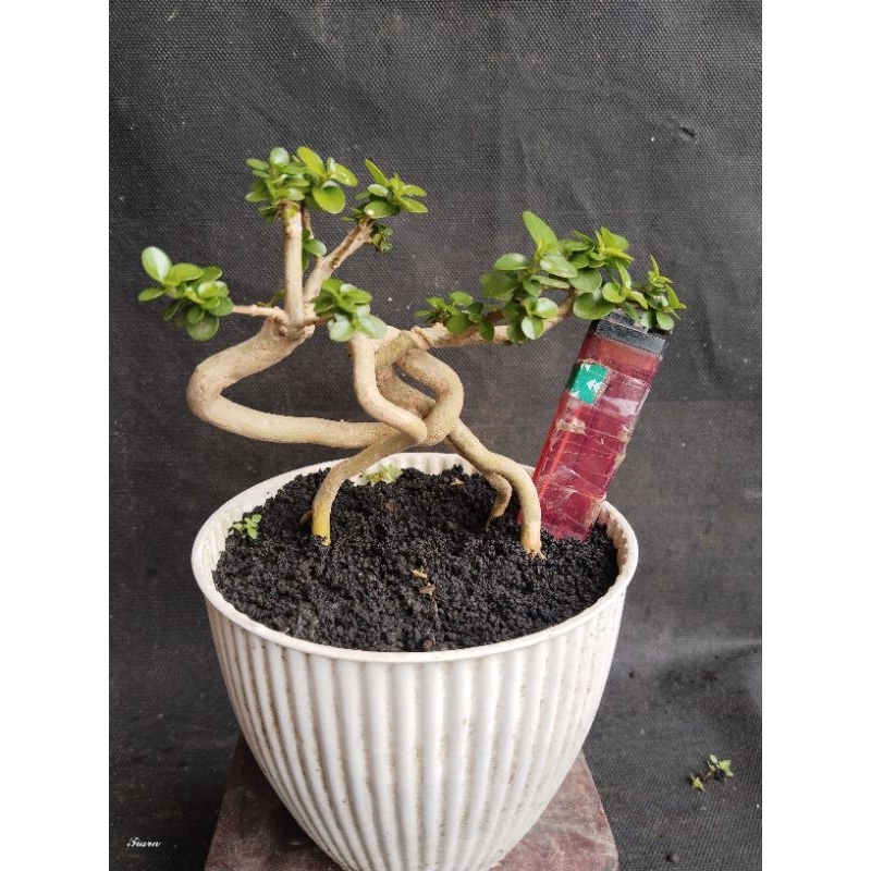 Bahan bonsai sancang expose root