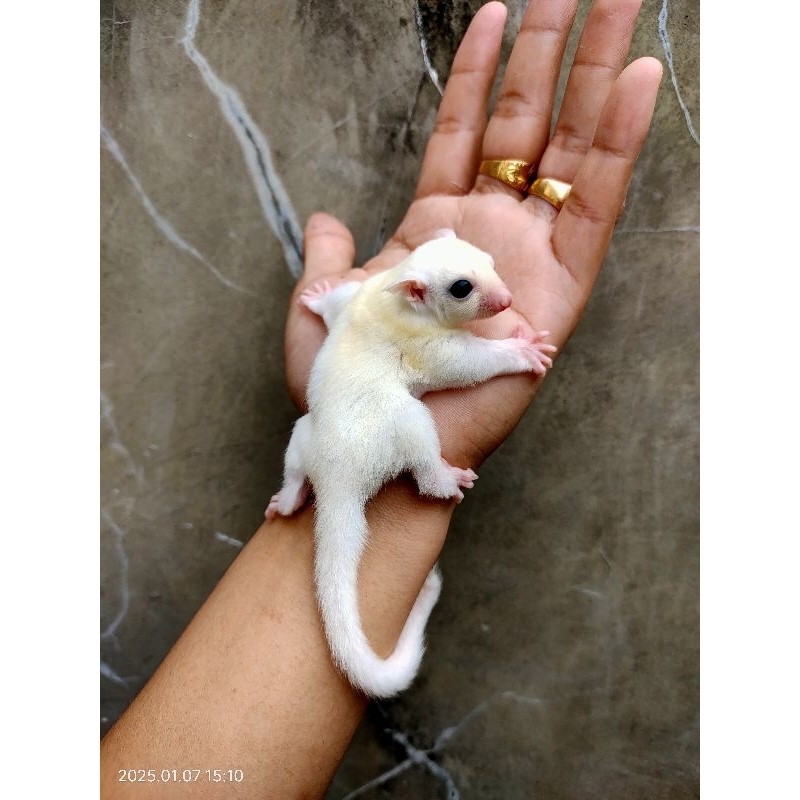 Sugar glider leucistic Joey betina