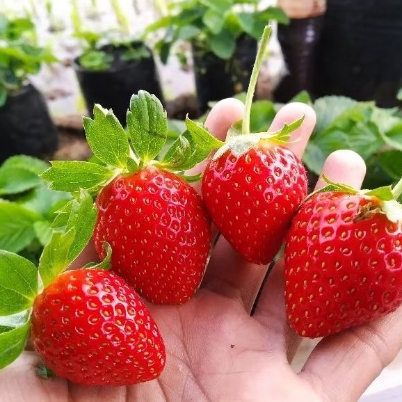 Bibit strawberry mencir manis Sudah berbuah