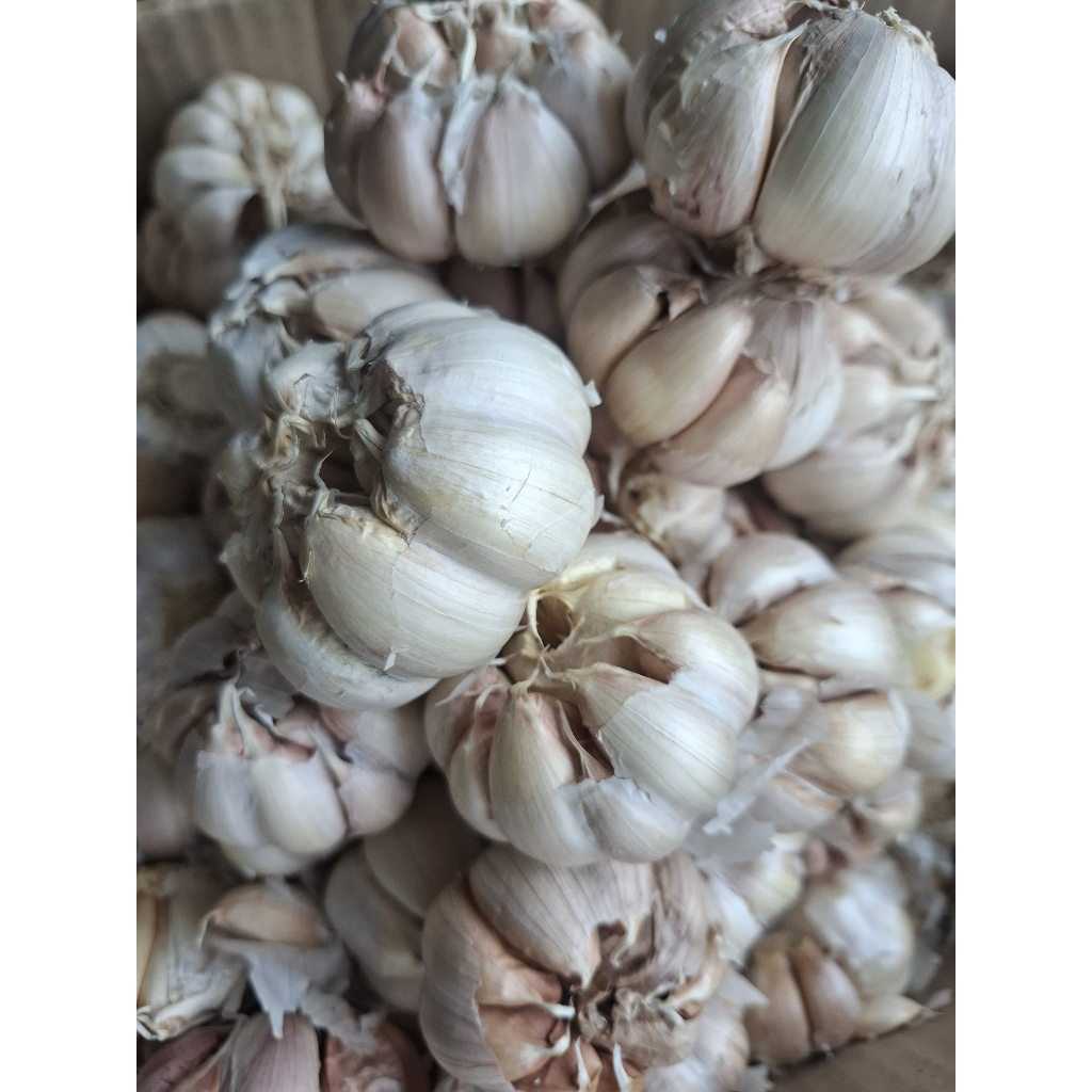 

Bawang Putih Honan bawang putih Apel import murah dan terjangkau