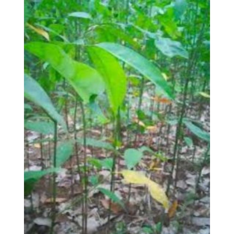 paket 10 pohon bibit karet unggul