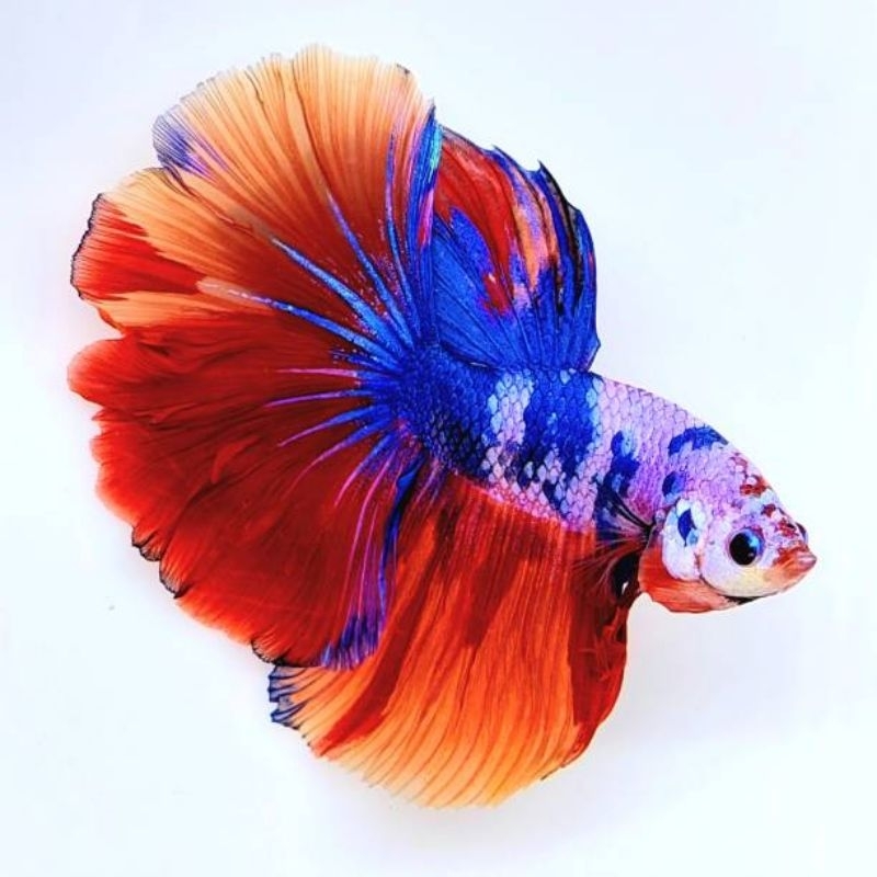 Ikan Hias Cupang Halfmoon Multi Color Cupang HM Multi Color Betta Fish Size M-L Hiasan Aquarium