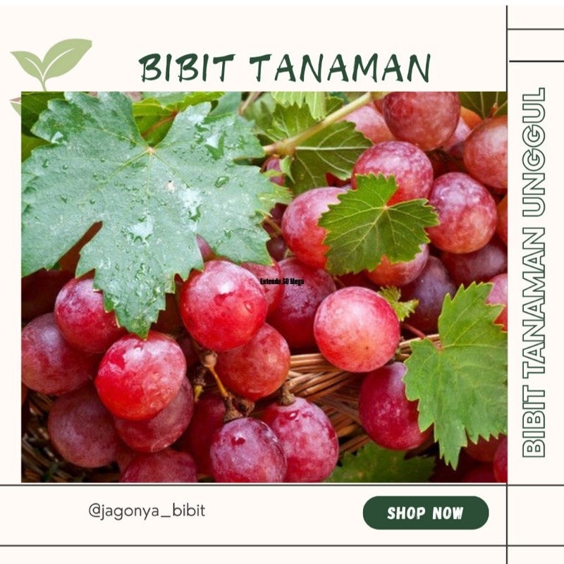 

TANAMAN ANGGUR MERAH STEK (BELI 5 FREE 1)