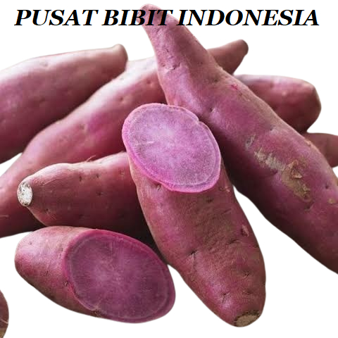 

Ubi Jalar Segar - Ubi Pulen 1 kg Fresh - Ubi Ungu - Ubi Mentah ASLI