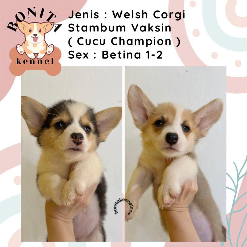 Welsh Corgi Stambum Long Hair Jantan Betina Anak Anjing Corgi