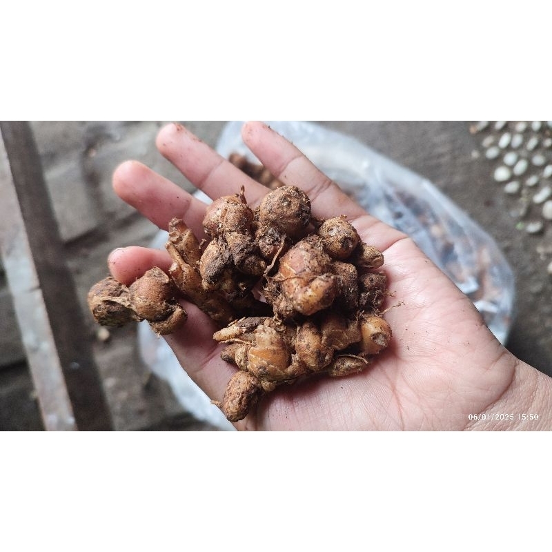 

KENCUR 500GR