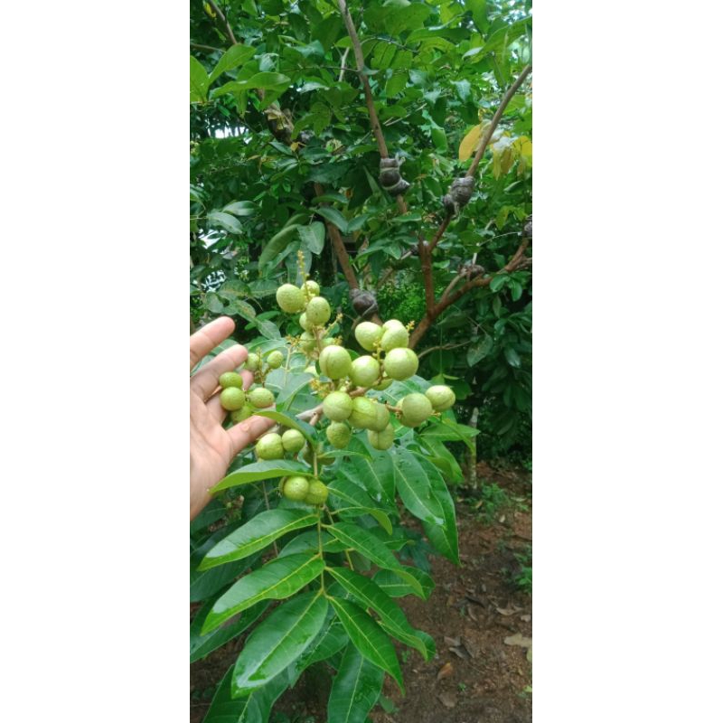 Cangkok kelengkeng Biji lada/matalada