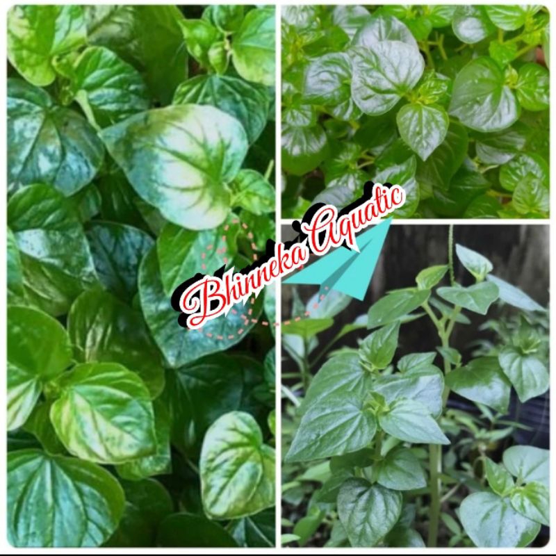 

Sirih Cina Daun Suruhan Ketumpang Air Obat Herbal Alami Asam Urat dll Murah Ekonomis