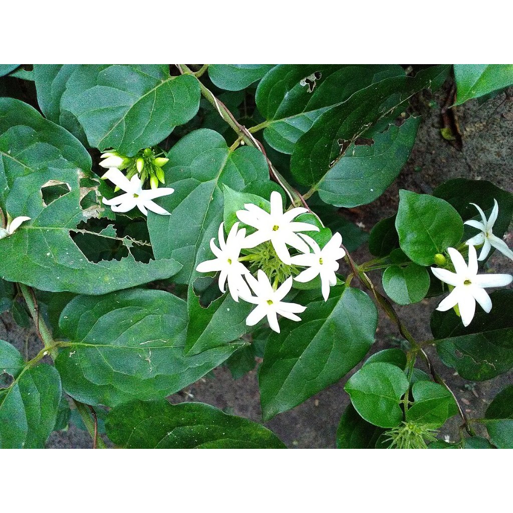 

1 Lembar Daun Melati Organik Segar Petik Langsung dari Pohon