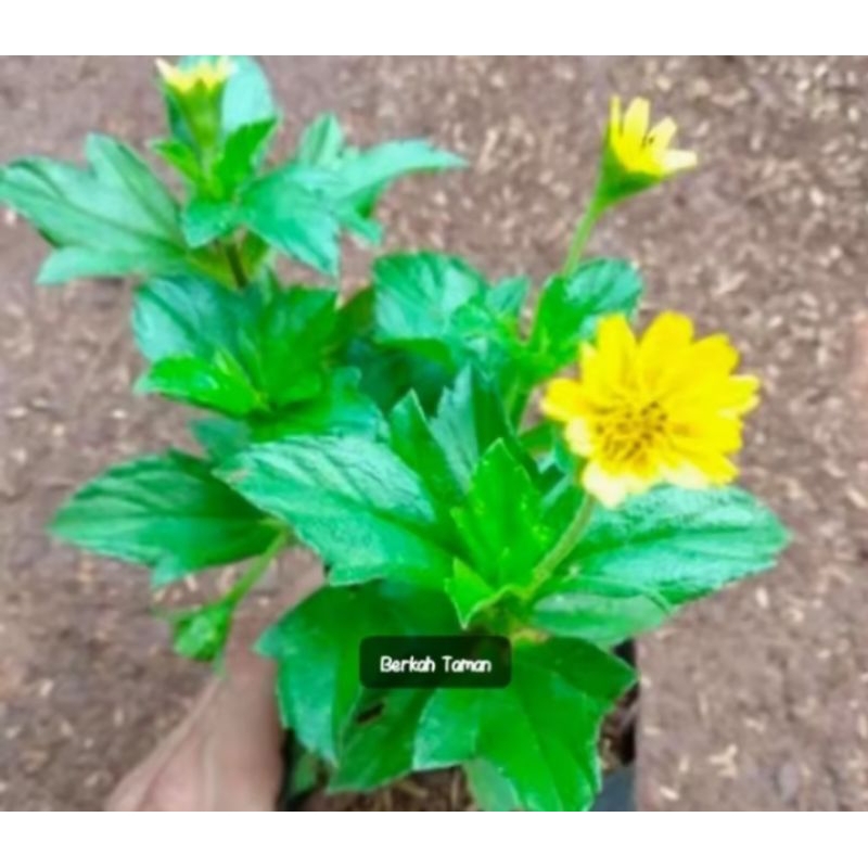 Pohon Wedelia Bunga Kuning