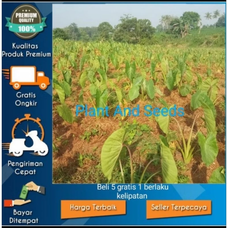 BIBIT UNGGUL TALAS PRATAMA 1 / TALAS SUTRA / CALIFORNIA ISI 12 POHON