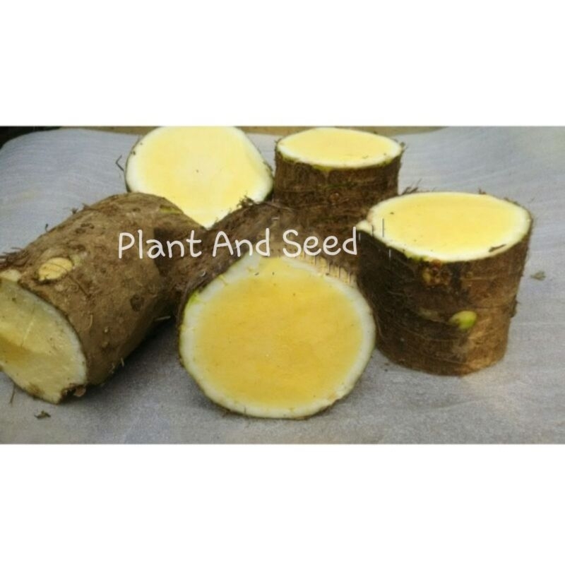UMBI TALAS BENENG ASLI SUPER JUMBO 1kg