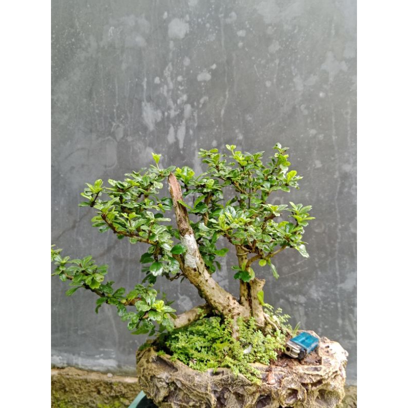 Bonsai Hokiantea | Hokiantea Lokal | Bonsai Mame