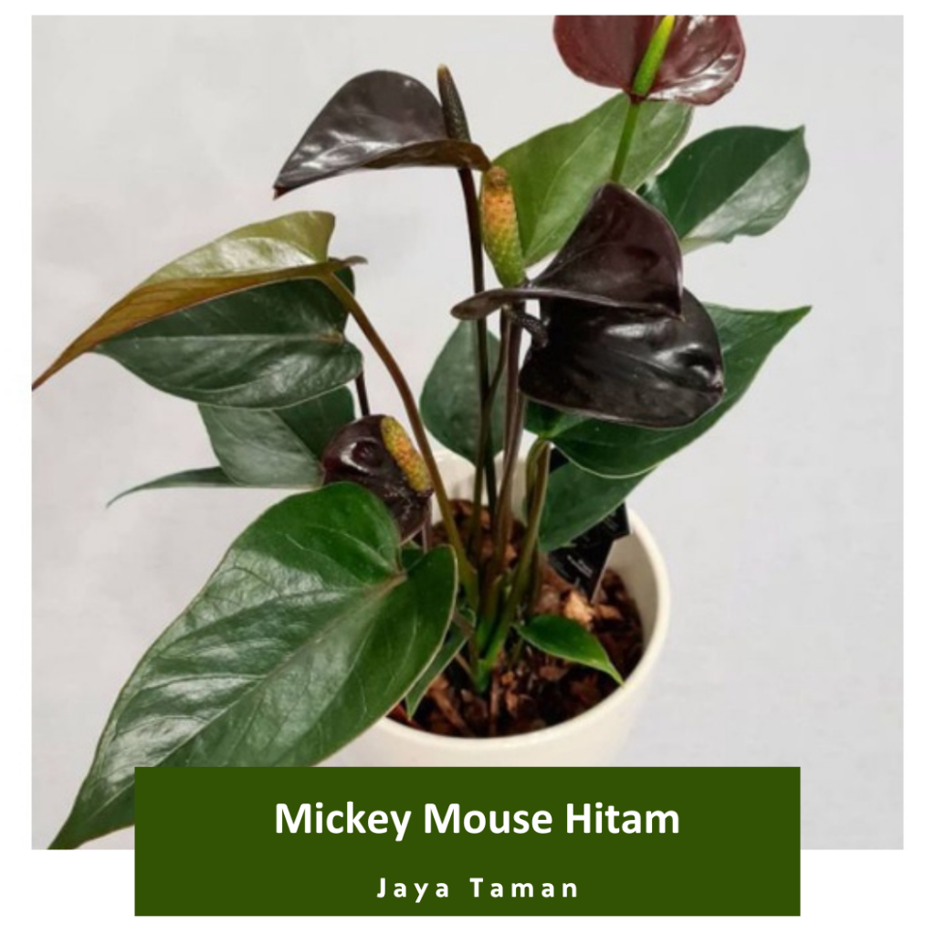 Promo COD Tanaman Hias Anthurium Mini Hitam - Tanaman Micky Mouse Bunga Hitam - Bibit Tanaman