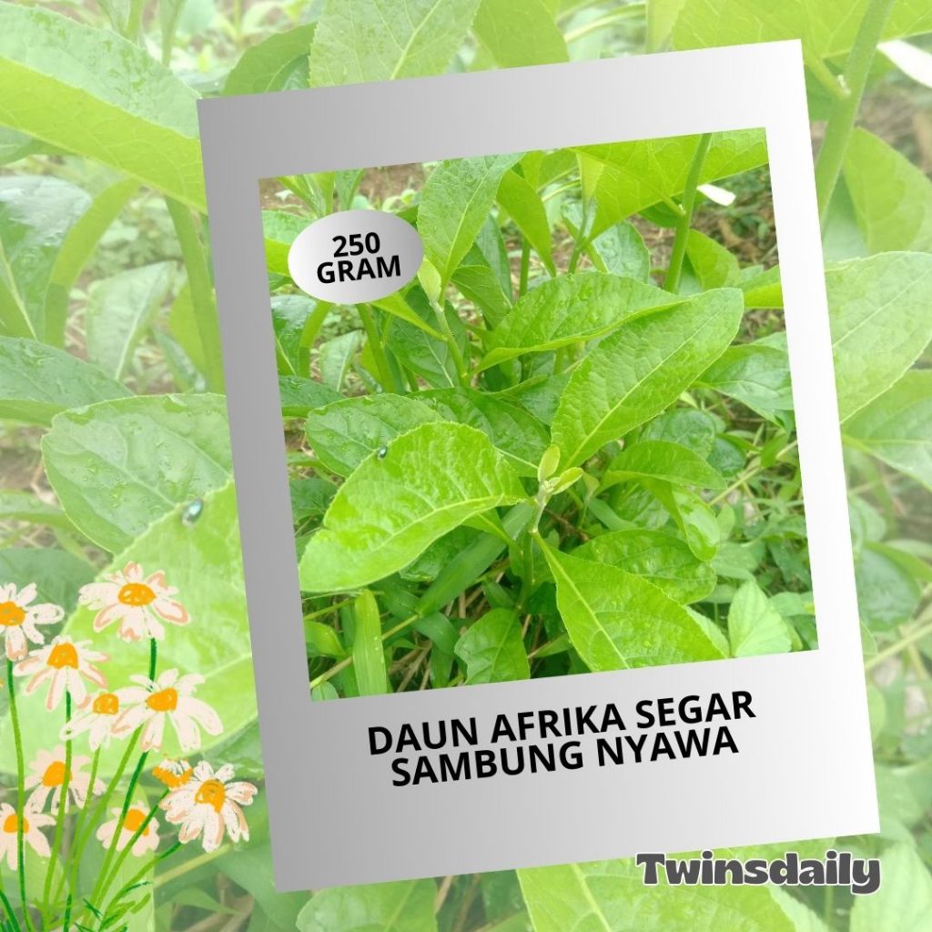 

TD || 500 Gram Daun Afrika / Sambung Nyawa Segar Langsung Petik