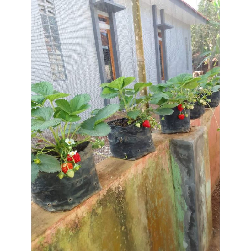 bibit strawberry import