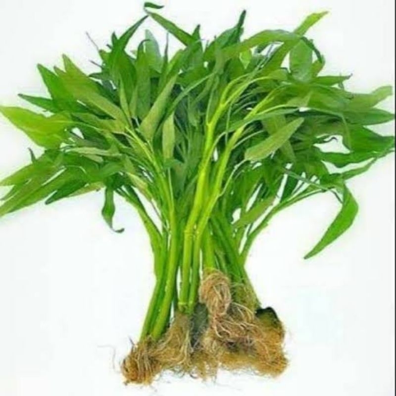 

Kangkung Hidroponik 1kg
