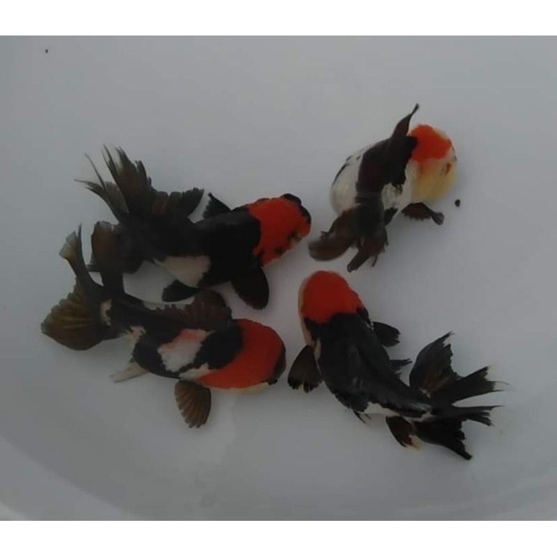 KOKI ORANDA PANDA TANCO TRIKOLOR SZ BABY isi 5 Bonus PELET PF500