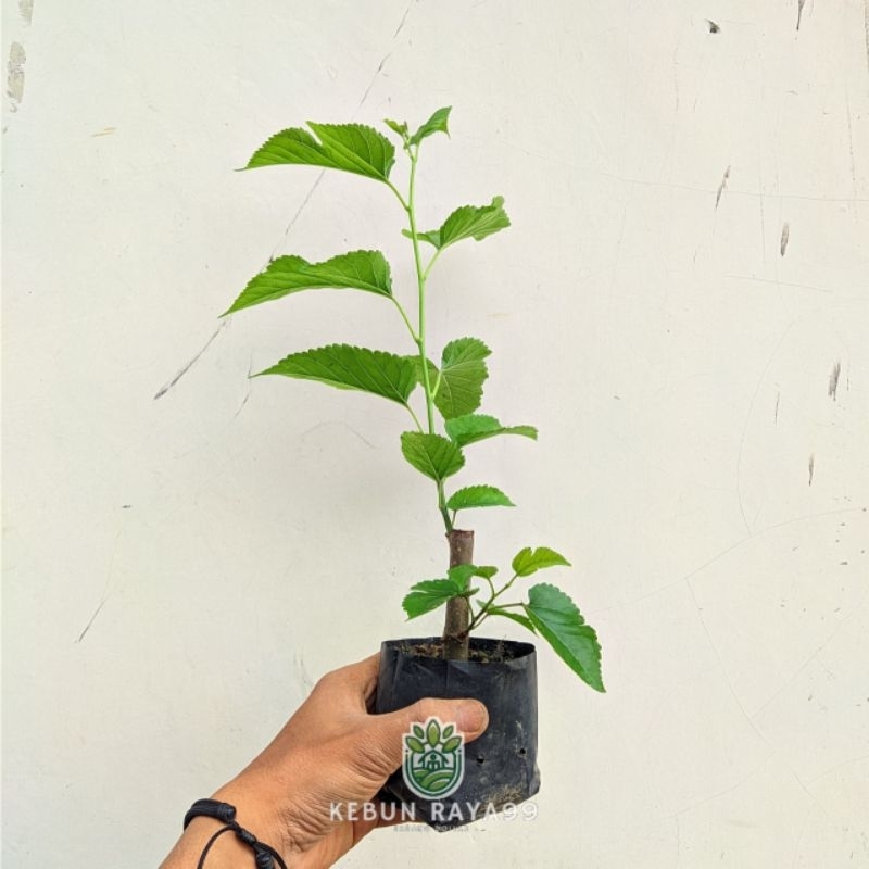 KEBUN RAYA- Bibit Murbei Premium Berbuah