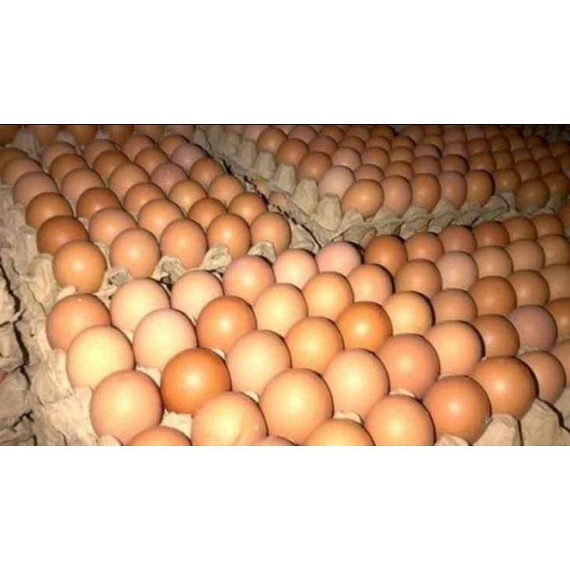 

(SERBA.CO) TELUR AYAM NEGRI FRESS 1 KG