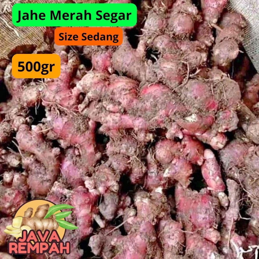 

Jahe Merah Segar 1/2Kg 500gr masih ada tanah