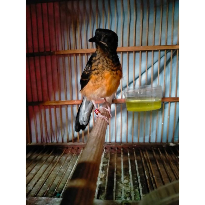 MURAI BATU JAMINAN JANTAN RING BNR TRAH PRESTASI