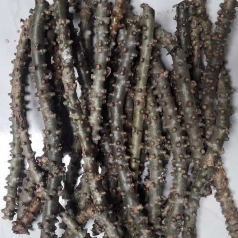 

Bratawali/brotowali obat herbal per10 batang di ambil dadakan