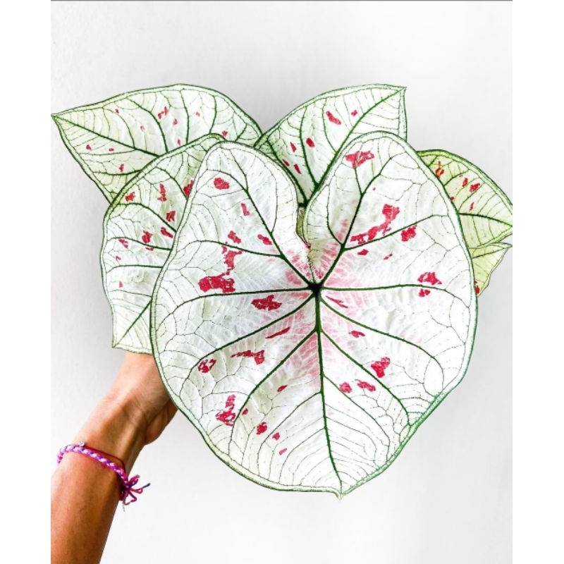 Caladium Strawberry Star - tanaman hias hidup keladi strawberry star cantik murah