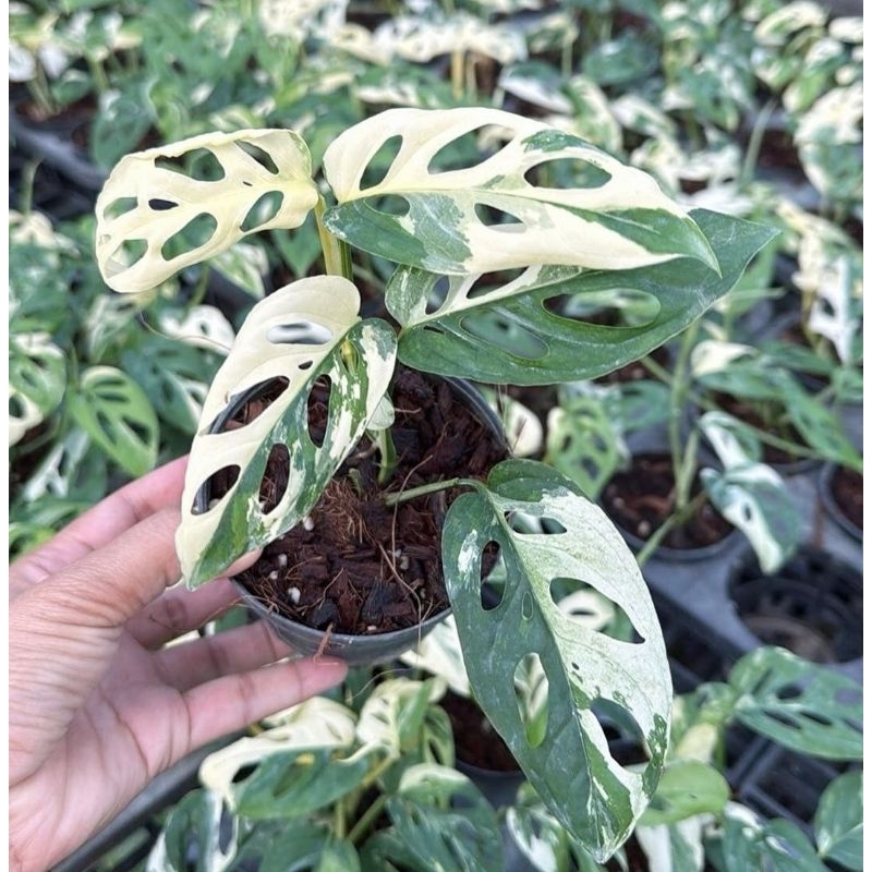 Tanaman Hias Acuminata Albo Variegata Bunga Hias Monstera Murah Bukan Bonggol Tanaman Hias Hidup Bun