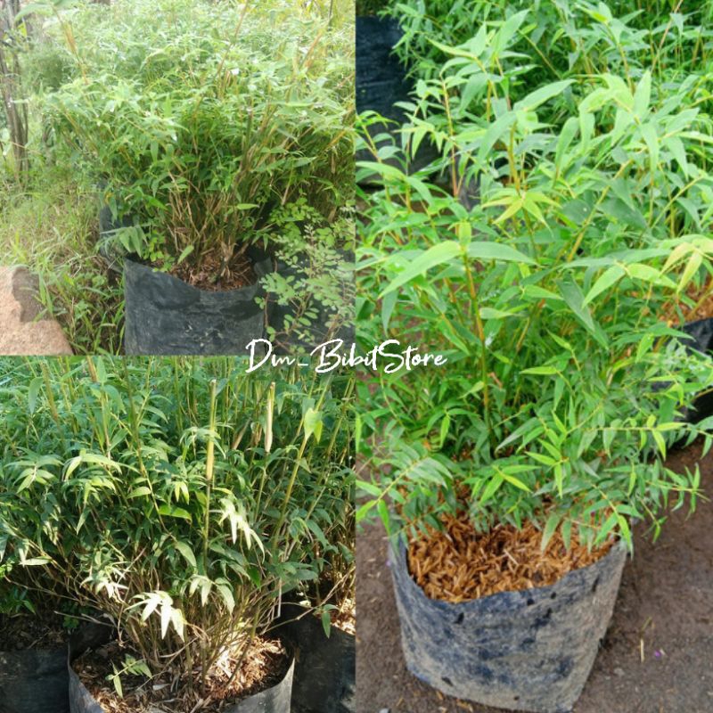 Bibit Tanaman Bambu Jepang Mini Hias | Rimbun Siap Tanam