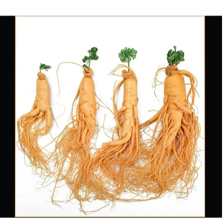 

OBRAL MURAH Gingseng Cina Import 20 gr