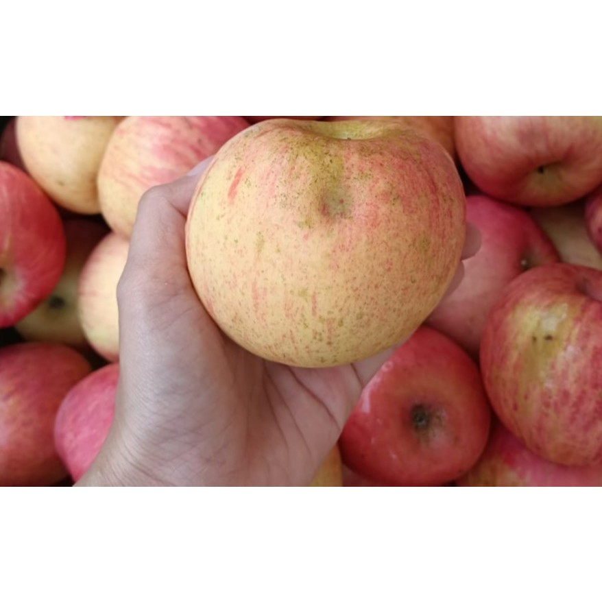 

Buah Apel Fuji Apple Import 1kg Cacat Alam Memar Cocok untuk Juice