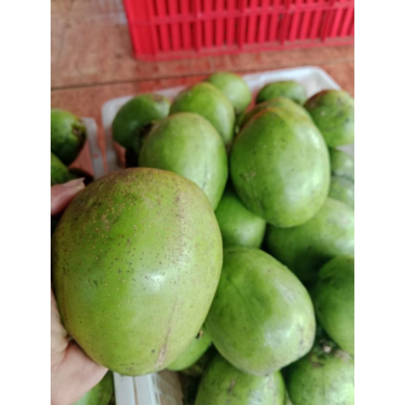 

BUAH KEDONDONG BANGKOK 1kg fres baru(kriuk)
