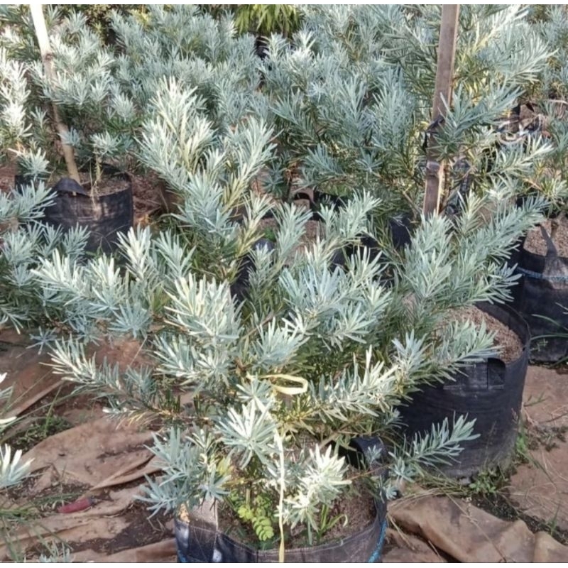 Tanaman Hias Lohansung Blue Ice / Pohon Lohansung Blue Ice