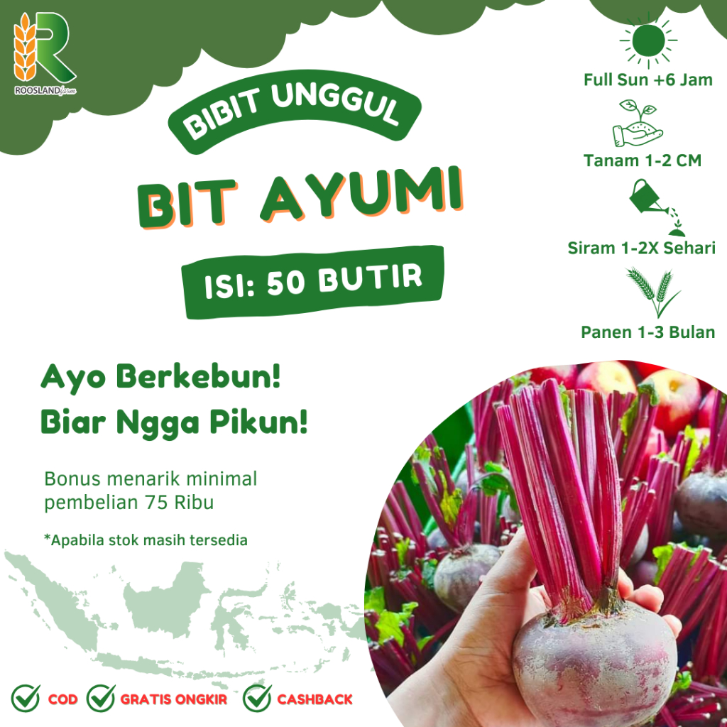 (50 BUTIR) BENIH BIJI BUAH BIT AYUMI F1 HIBRIDA KUALITAS PREMIUM
