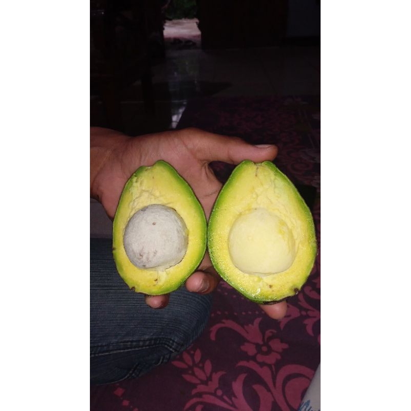 

alpukat mentega super