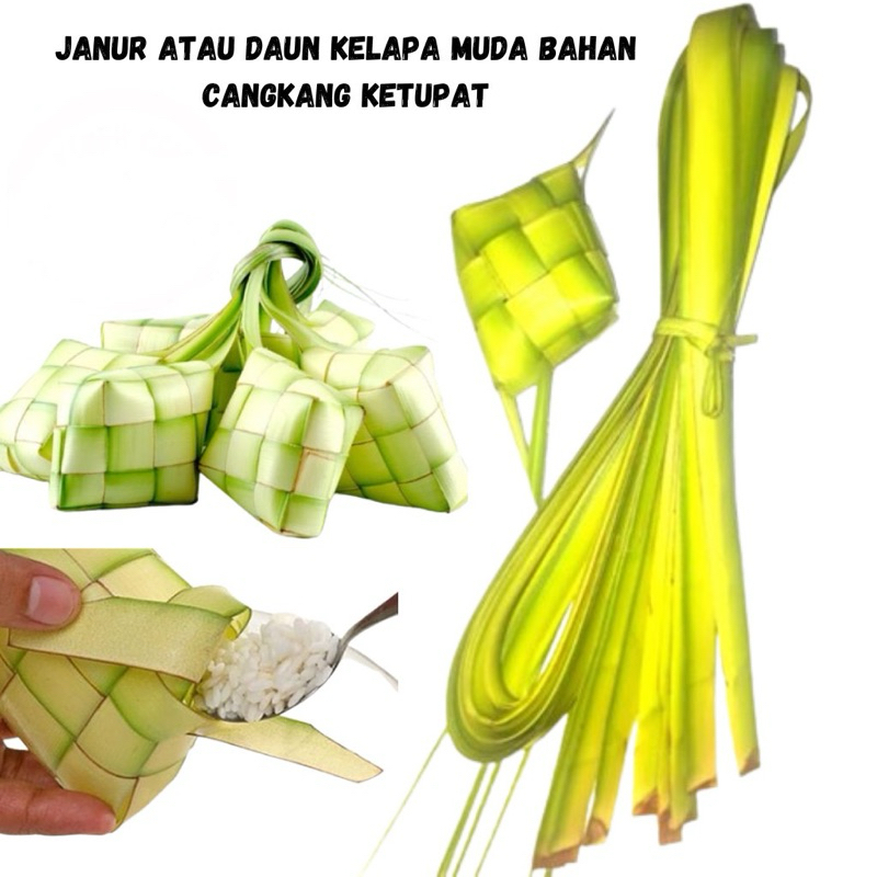 

Daun kelapa muda/ janur bahan kulit ketupat 50 batang