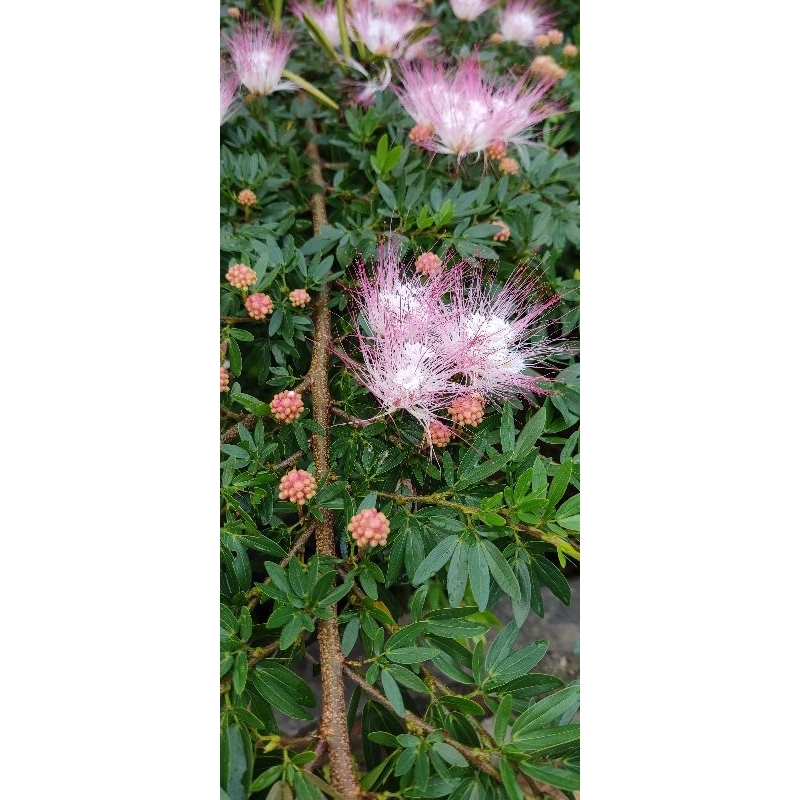 bibit bahan bonsai  Kaliandra sulimaraja bunga pink super