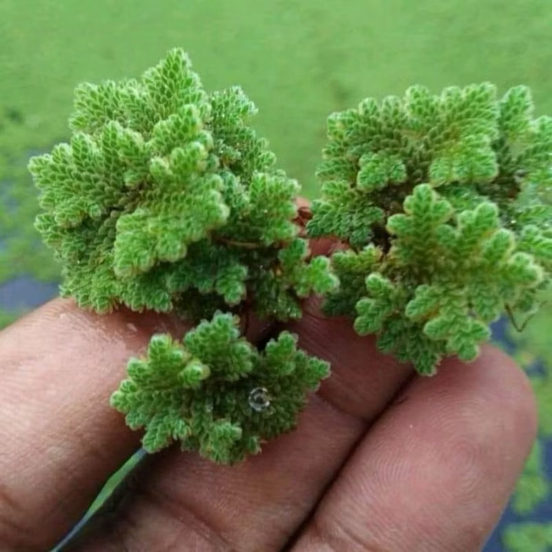 AZOLLA 250 gram azolla 1/4 kg BIBIT AZOLLA SUPER  pakan ikan untuk ayam entok bebek