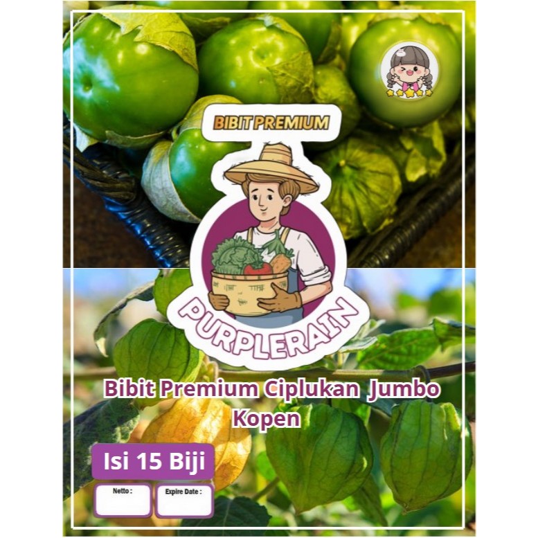 Bibit Premium Ciplukan Jumbo Kopen | Benih Ciplukan Jumbo