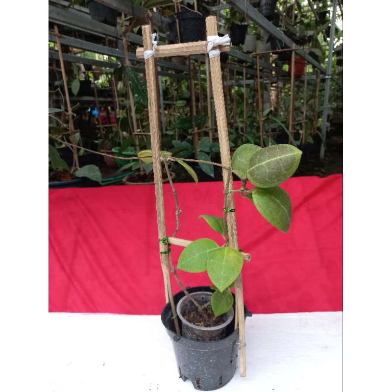 Tanaman Hoya Dholicosparte Sp Sulawesi