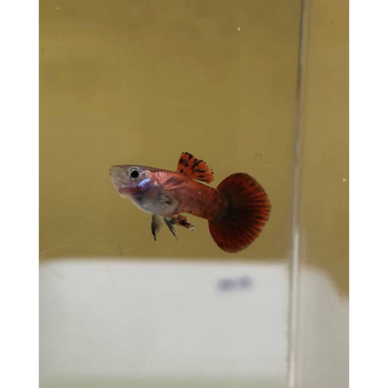 Guppy Hiasan Aquarium | Magenta Roundtail