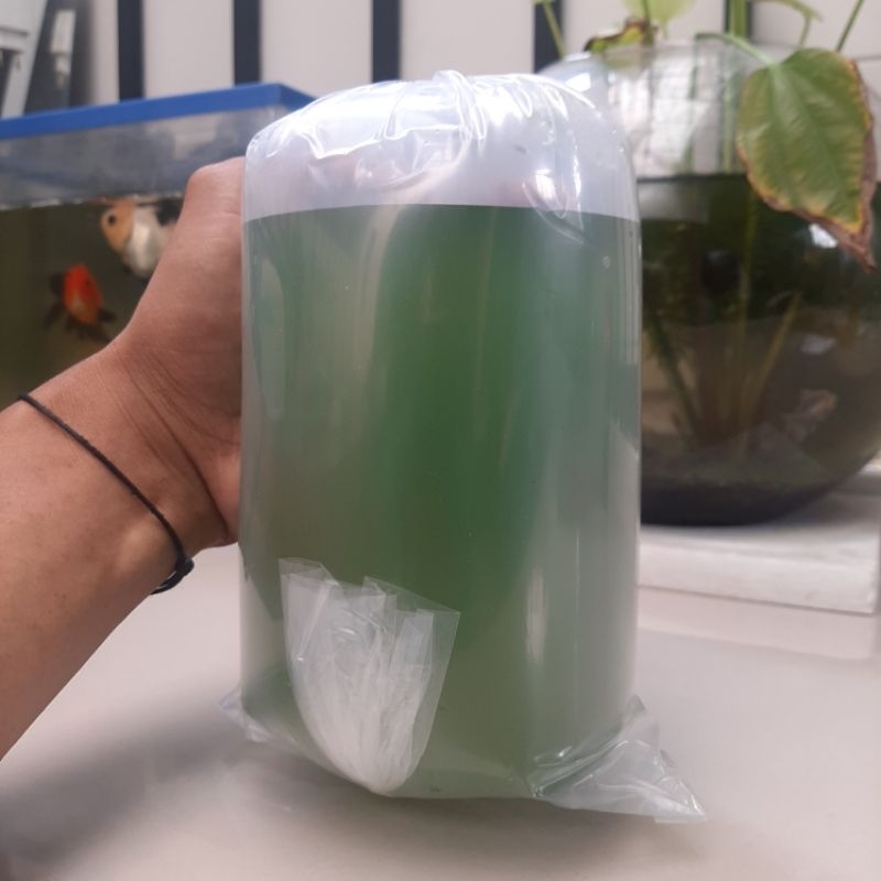 Green Water | Air Hijau | Chlorella | Pakan Kutir | Pakan Daphnia Magna | Pakan DM | Pakan Dapnia Ma